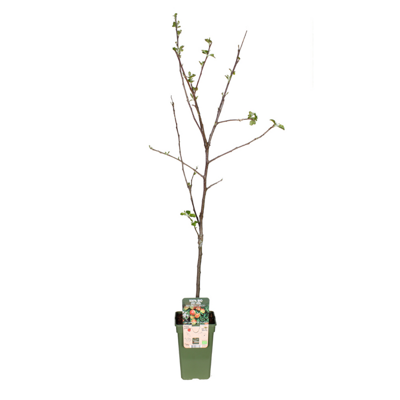 Jonagold Apfelbaum im 19cm Topf, ca. 60cm hoch