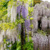 GreenboutiQ Wisteria Tricolour - 3 Wisteria Young Plants in 11cm Pots Bild 5