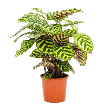 Calathea Makoyana Pfauenpflanze Ø17cm, Höhe 55cm - Elegante Zimmerpflanze