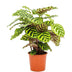 Calathea Makoyana Peacock Plant Ø17cm, Height 55cm - Elegant Houseplant Bild 1