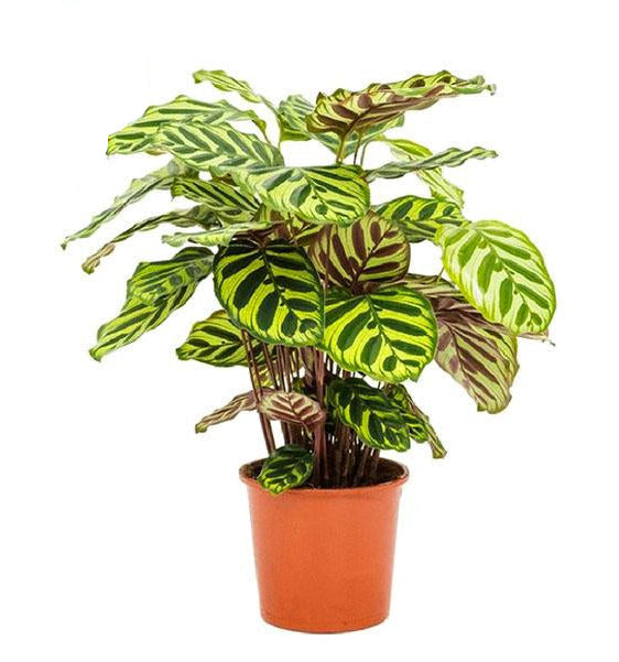 Calathea Makoyana Peacock Plant Ø17cm, Height 55cm - Elegant Houseplant