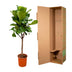 Ficus Lyrata Baum (Geigenfeige) - 180 cm - Ø30 cm Topf Bild 4
