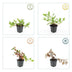 24x Persicaria aff. 'Darjeeling Red' - ↕10-25cm - Ø9cm Bild 4