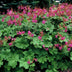24x Geranium macr. 'Czakor' - ↕10-25cm - Ø9cm Bild 6