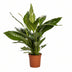 Spathiphyllum Bingo Cupido - Friedenslilie Ø19cm - ↕80cm Bild 1