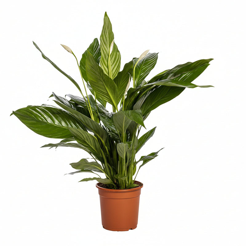 Spathiphyllum Bingo Cupido - Friedenslilie Ø19cm - ↕80cm