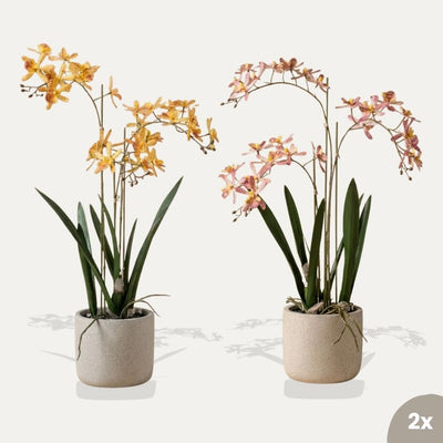 Renanthera orchideen mix - 2 Stück - Kunstpflanzen - Bundle-Set
