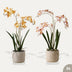 Renanthera orchideen mix - 2 Stück - Kunstpflanzen - Bundle-Set Bild 1