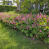 6x Geranium macrorrhizum - ↕10-25cm - Ø9cm Bild 6