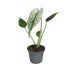 Monstera Devil Monster: Grün-Weiß, Tropisch, Ø6cm, ↕18cm Bild 1