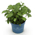 Hydrangea Endless Summer The Bride - Winter-Hardy, White Hydrangea, 14cm Pot Bild 2