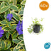 60x Vinca minor 'Aureovariegata' - ↕10-25cm - Ø9cm Bild 1