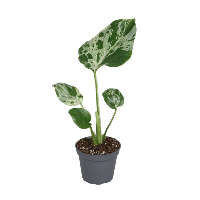 Monstera Deliciosa Bulbarsaur: Tropischer Grünstar für Ihr Zuhause
