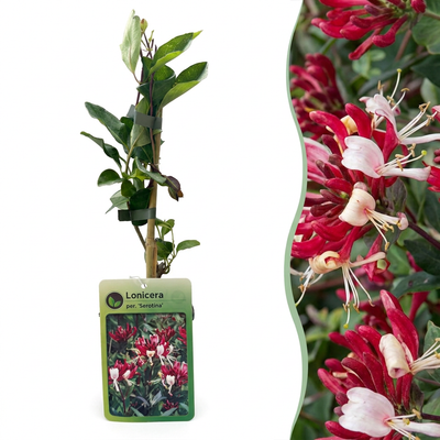 4x Lonicera per. 'Serotina' Heckenkirsche Lila-Gelb Kletterpflanze Ø9cm