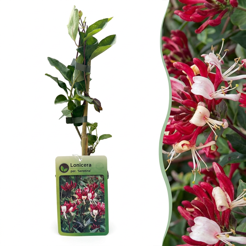 4x Lonicera per. 'Serotina' Heckenkirsche Lila-Gelb Kletterpflanze Ø9cm