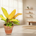 Philodendron Prince of Orange – Ø14cm pot, 35cm high Bild 3