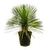 Yucca Rostrata auf Stamm - 70 cm - Ø27 Bild 1