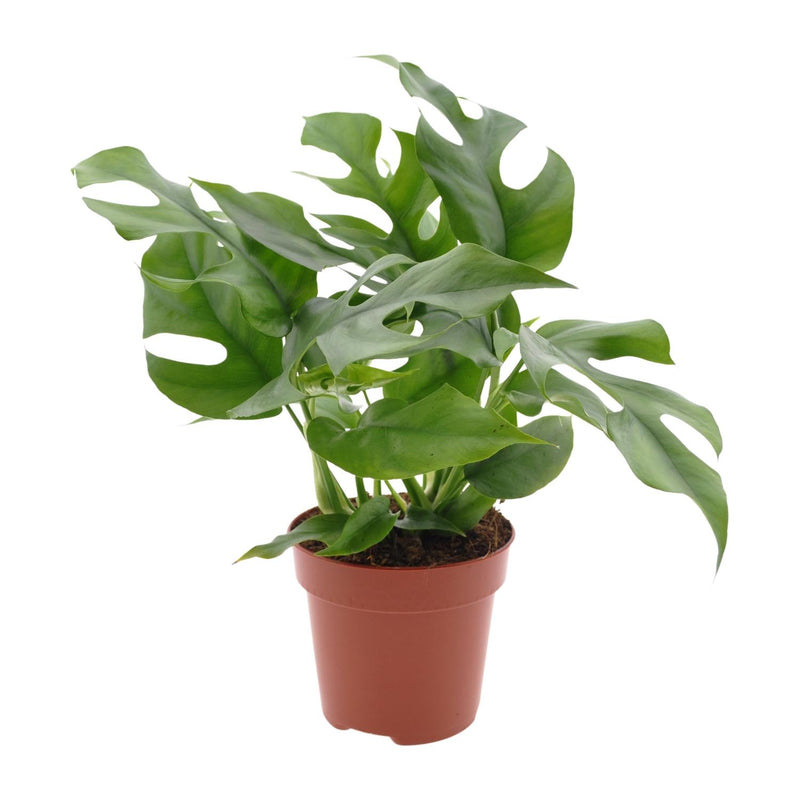 Monstera Minima Zimmerpflanze, Ø12cm, ca. 25cm hoch, pflegeleicht