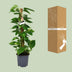 Scindapsus Epipremnum Plant - 80cm tall, 19cm pot Bild 4