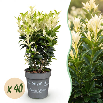 Green boutiQ - 40x Euonymus japonica Paloma Blanca - Spindle - Hedging Plants - Evergreen - Green - White - 9cm Pot - Height 20-30cm