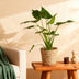 Alocasia Cucullata Buddha-Hand Zimmerpflanze im Topf 21cm Bild 4