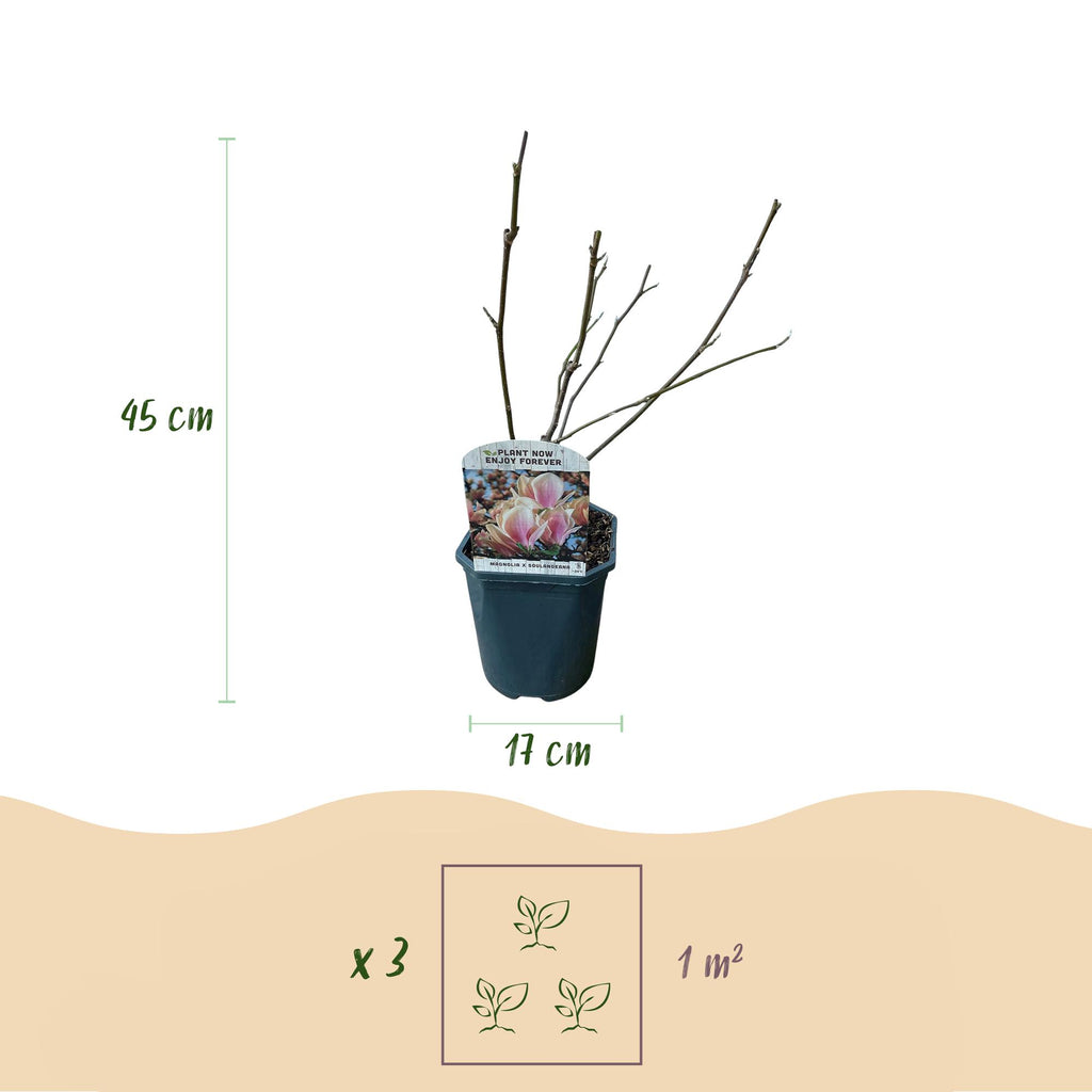 GreenboutiQ - Sträucher - Magnolia Soulangiana - Blüten Hellrosa - 1 Pflanze - Laubabwerfend - Wenig Pflege - Topf 17cm Höhe 45cm