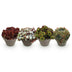 GreenboutiQ Sempervivum Big Sam: 4 Winterharte Sukkulenten, Farbenmix Bild 2