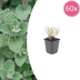 60x Katzenminze 'Nepeta' - 10-25cm - Ø9cm Bild 1