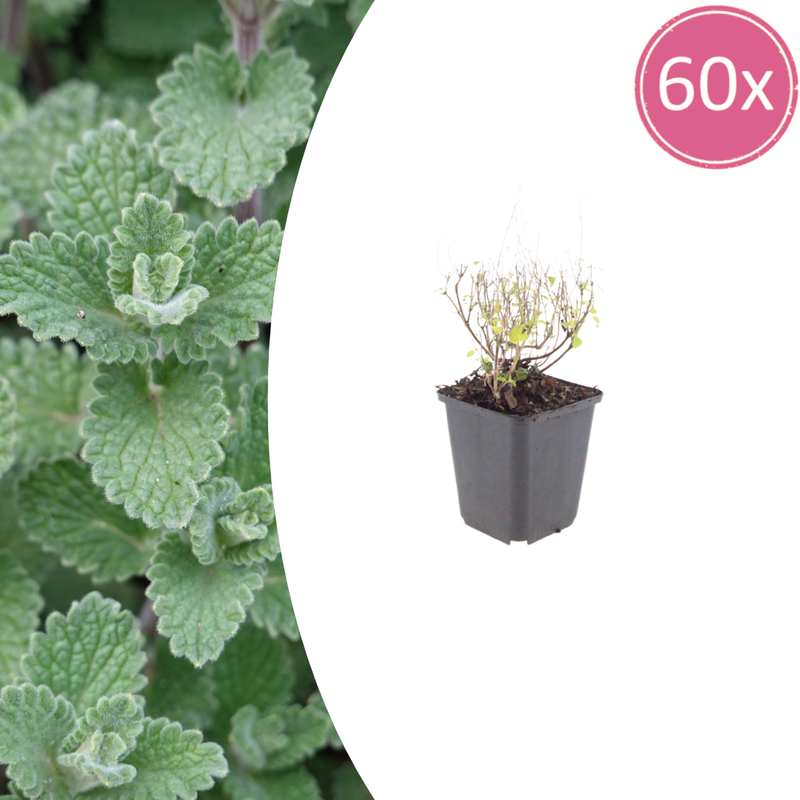 60x Katzenminze 'Nepeta' - 10-25cm - Ø9cm