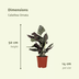 2x Calathea Ornata (Pinstripe Calathea) – 50cm – ø14cm Pot Bild 2