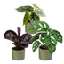 3x Baby Jungle Mix - Tropische Zimmerpflanzen - Ø6cm, ↕10-15cm Bild 2