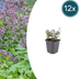12x Origanum laevigatum 'Herrenhausen' - Fragrant Lamiaceae for your Home Bild 1