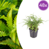 48x Polystichum set. 'Herrenhausen' - Grüne Farne 10-25cm Bild 1