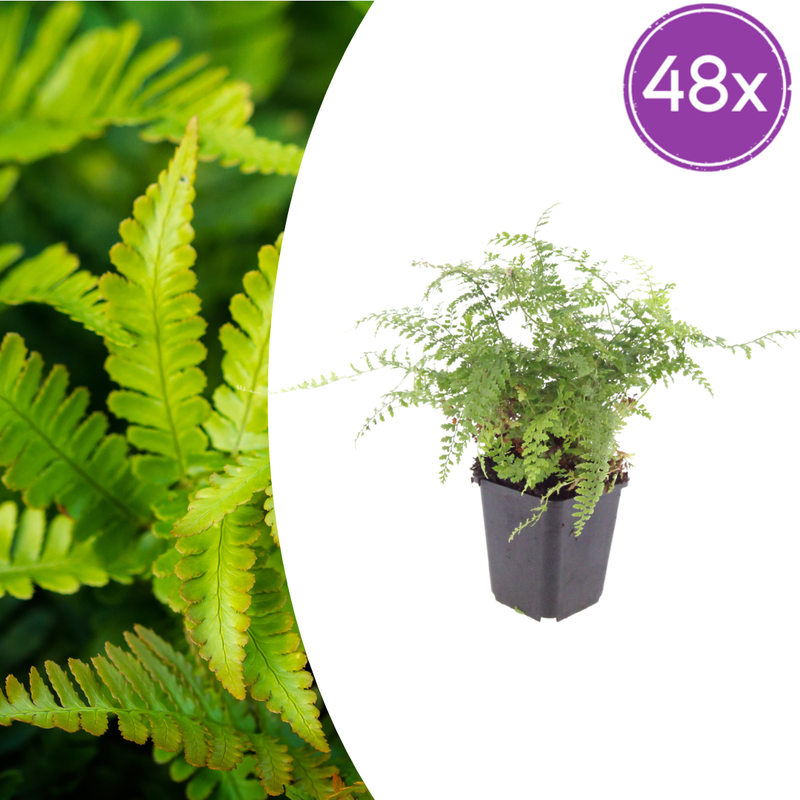 48x Polystichum set. 'Herrenhausen' - Grüne Farne 10-25cm