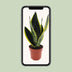 Sansevieria Futura Superba: pflegeleichte Grünpflanze, 30cm Bild 5