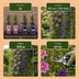 2x Clematis Duo Purple & Pink - Waldrebe Duo Lila & Rosa - Lila - Rosa - Weiß - Kletterpflanze - Ø9cm - ↕35cm Bild 5