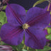 GreenboutiQ Clematis 'Star of India' - 2 plants, pink flowers Bild 6