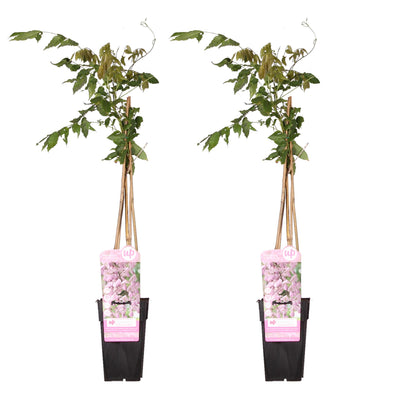 2x Glyzinie 'Rosea' - Wisteria floribunda - Höhe ca. 65cm, Topf Ø15