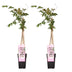 2x Wisteria 'Rosea' - Wisteria floribunda - height approx. 65cm, pot Ø15 Bild 1