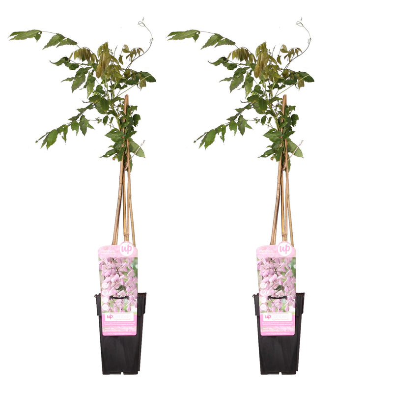 2x Wisteria 'Rosea' - Wisteria floribunda - height approx. 65cm, pot Ø15