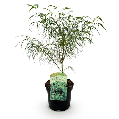 Japanischer Ahorn Koto-no-ito: Grün, 70cm, Topf 19cm