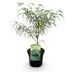 Japanischer Ahorn Koto-no-ito: Grün, 70cm, Topf 19cm Bild 2