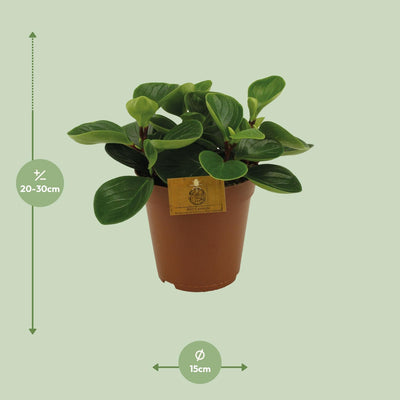 Peperomia Red Canyon - Ø15cm - ↕25cm - Pflegeleicht & dekorativ