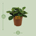 Peperomia Red Canyon - Ø15cm - ↕25cm - Pflegeleicht & dekorativ Bild 2