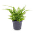 Athyrium spicatum Farn: Perfekt für Terrarien & Zimmer Bild 1