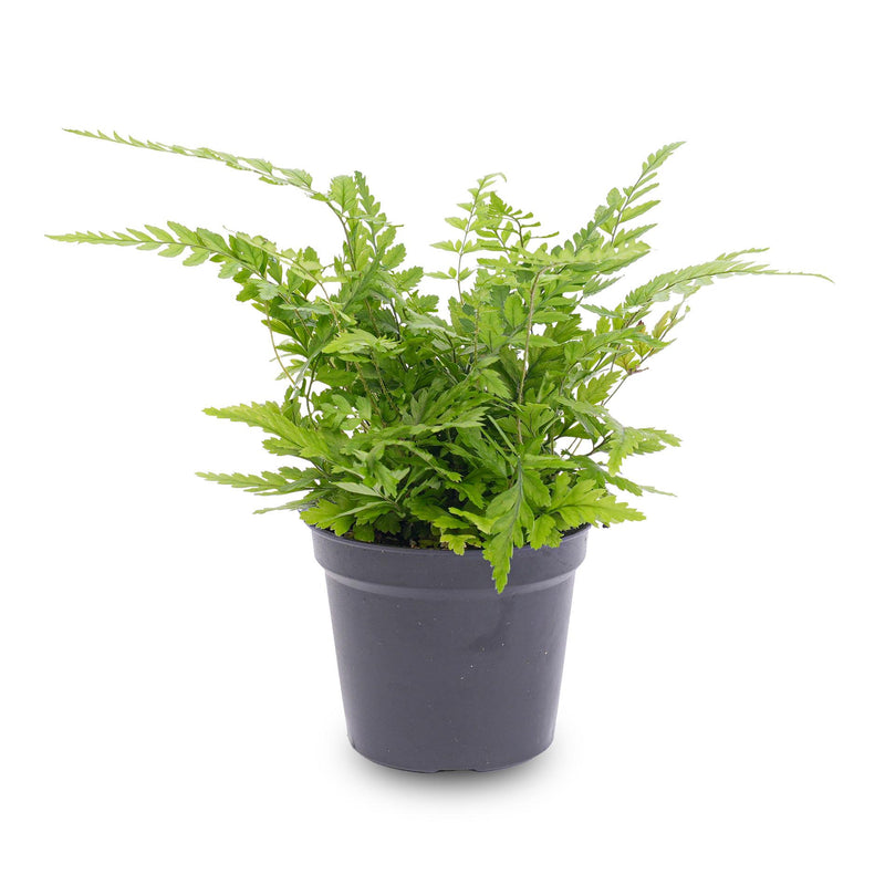 Athyrium spicatum Farn: Perfekt für Terrarien & Zimmer