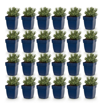 Green boutiQ - Stauden - Lavandula Tricolour - Lavendel - Duftend - Blau - Rosa - Weiß - 24 Pflanzen - Topf 11 cm - Höhe 15-25 cm