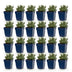 Green boutiQ - Stauden - Lavandula Tricolour - Lavendel - Duftend - Blau - Rosa - Weiß - 24 Pflanzen - Topf 11 cm - Höhe 15-25 cm Bild 2