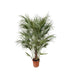 Chamaerops Humilis Zwergpalme - 170 cm - Ø30 Bild 1