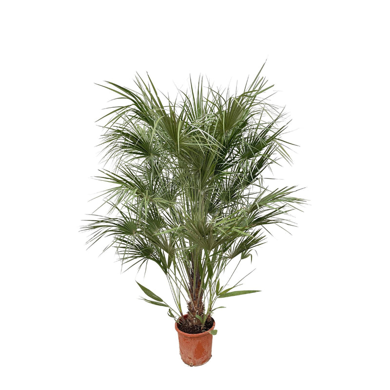 Chamaerops Humilis Zwergpalme - 170 cm - Ø30